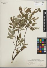 Foto von Salix glauca L. x Salix phylicifolia L.